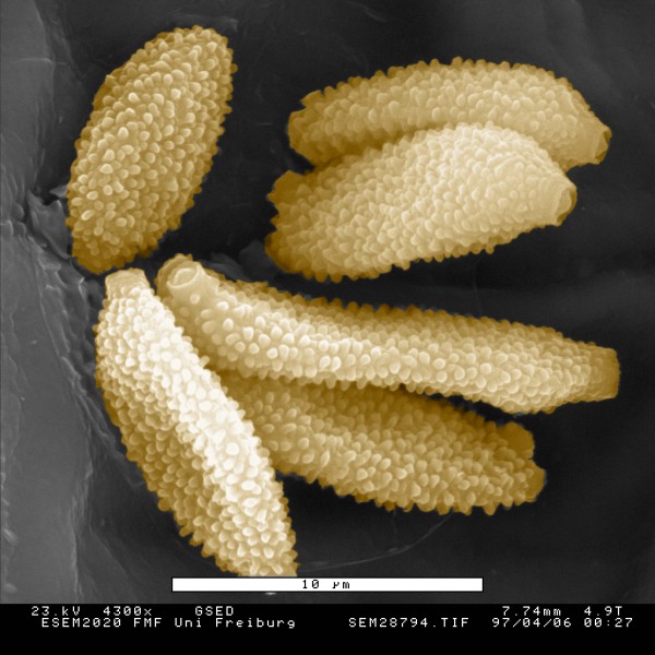 Pollen